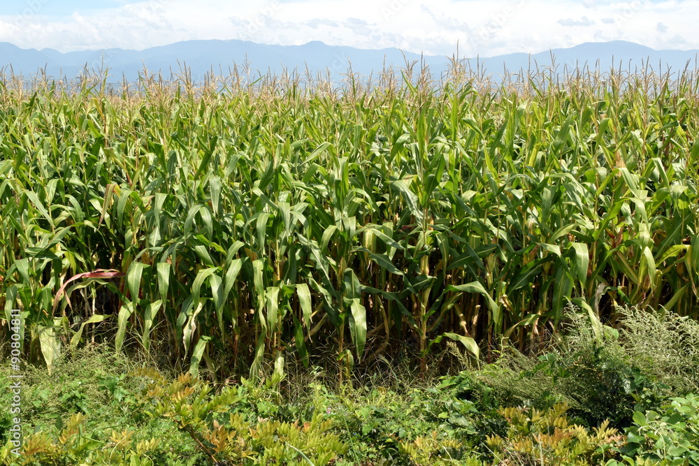 dent corn filed dent corn filed