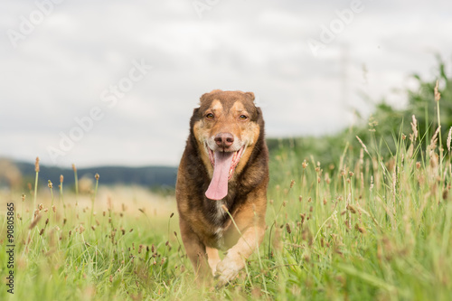 One dog goes through the meadow towards the camera