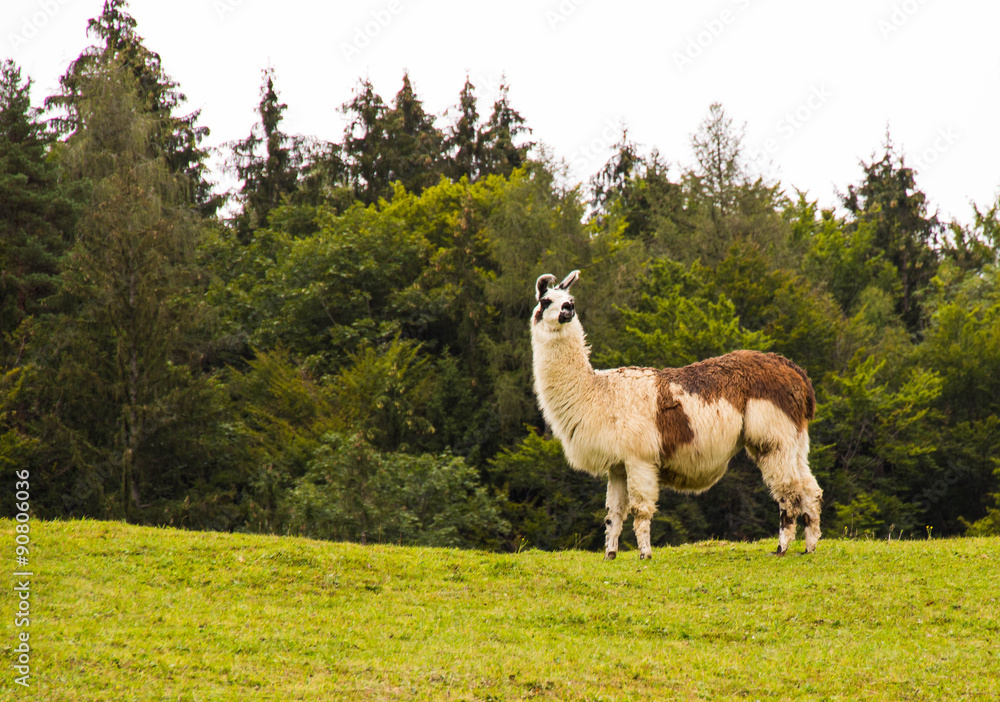 Fototapeta premium lama in der natur