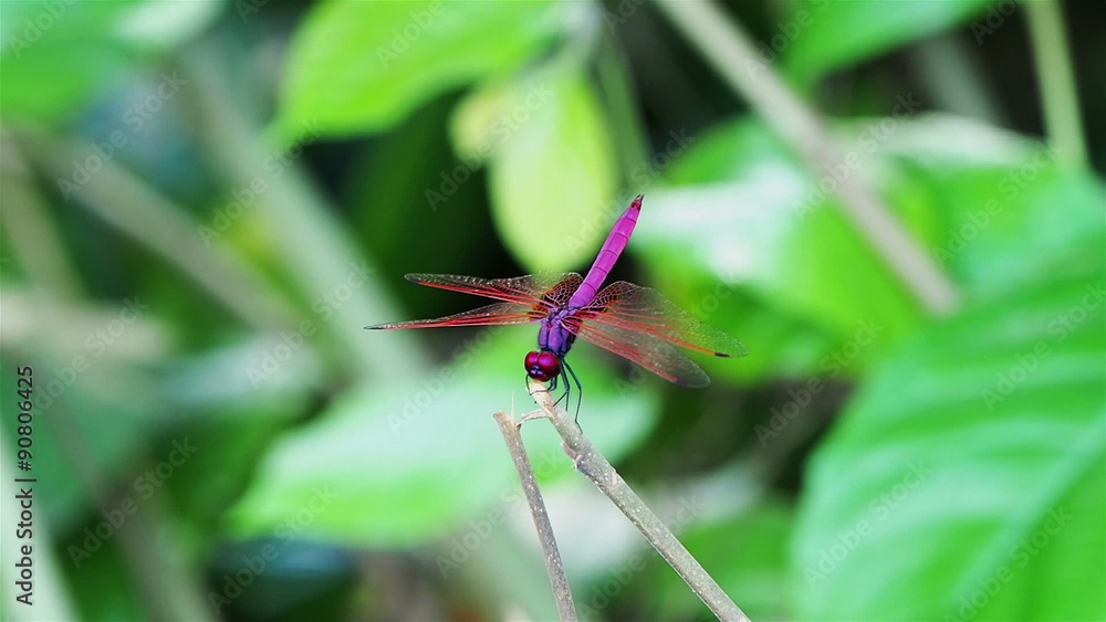 Red dragonfly flying and landing at a twig Red dragonfly flying and landing at a twig