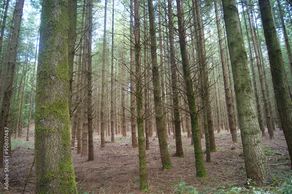 sous bois sous bois