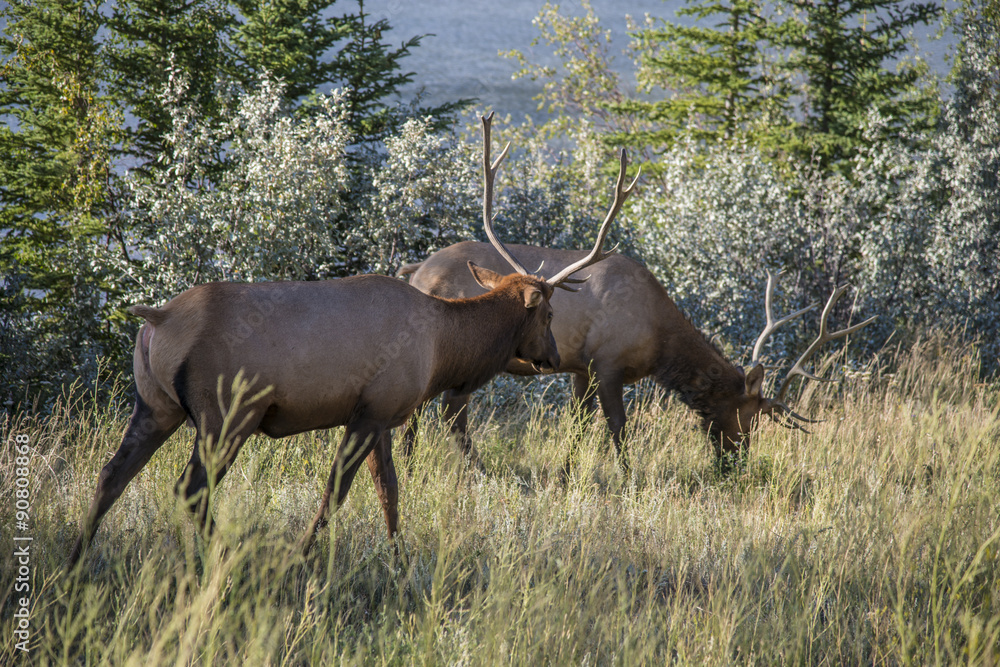 Fototapeta premium Moose in Canada