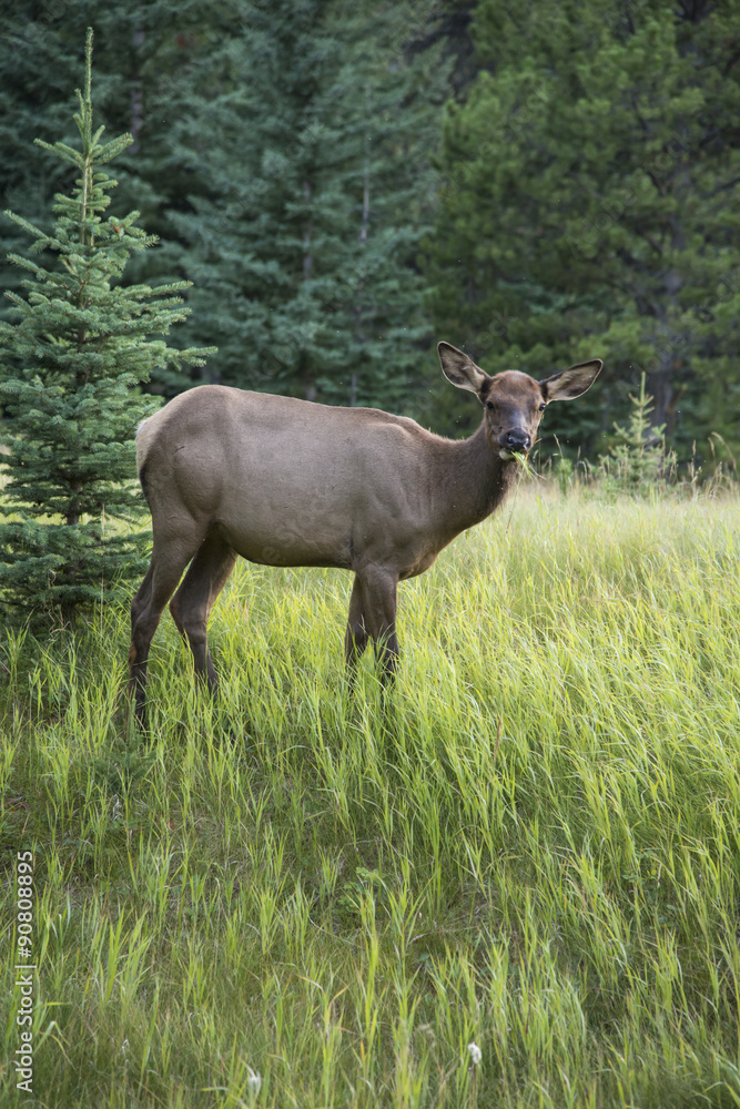 A young moose stands and watching A young moose stands and watching