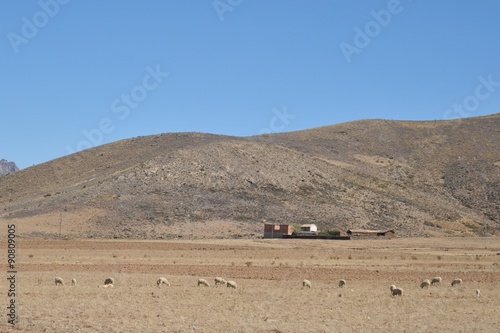 Sheep farming in the vastness of the Altiplano. Altiplano is a vast plateau in the Andes mountains. 