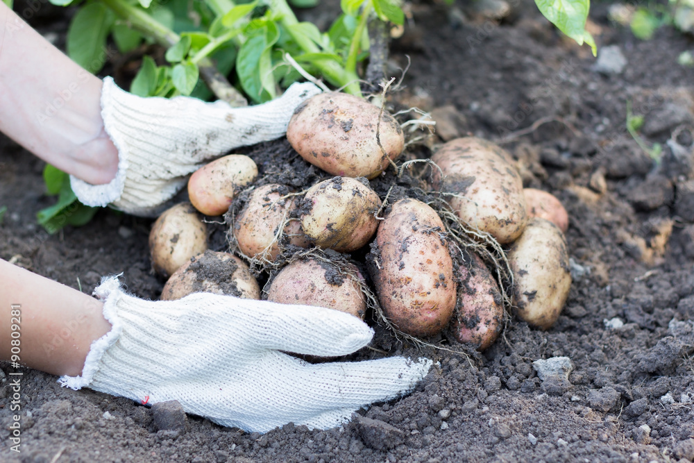Potato lifting in the kitchen garden Potato lifting in the kitchen garden