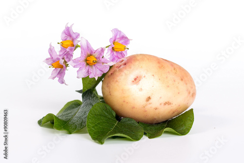 fresh ripe potatoes and flower isolated on white background