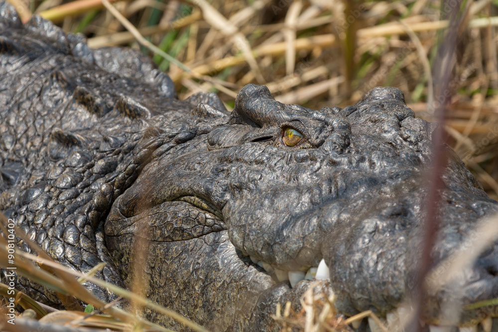 Fototapeta premium Wildlife crocodile