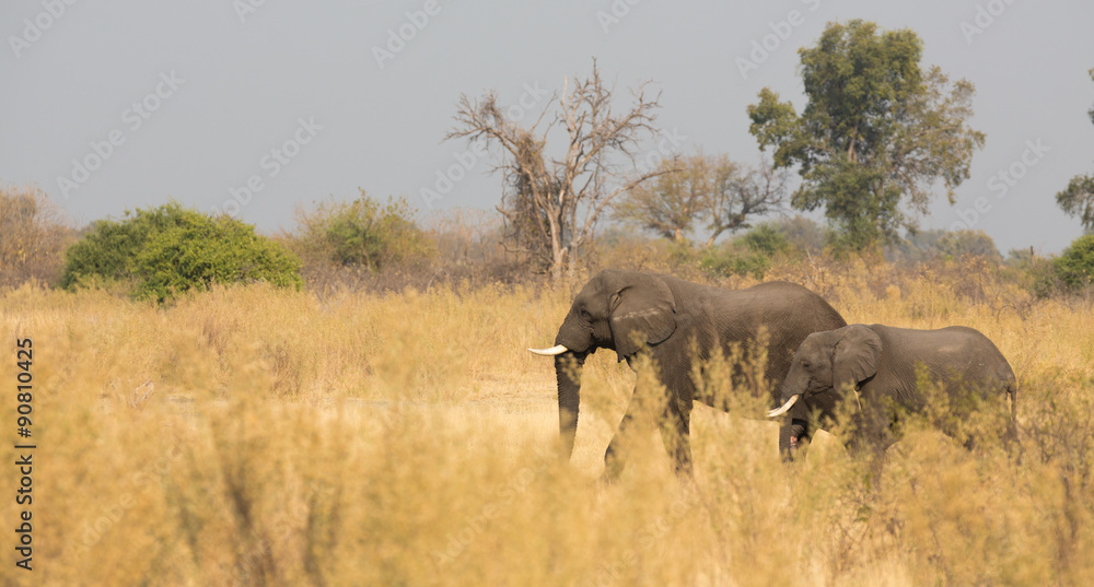 Elephants feeding Elephants feeding