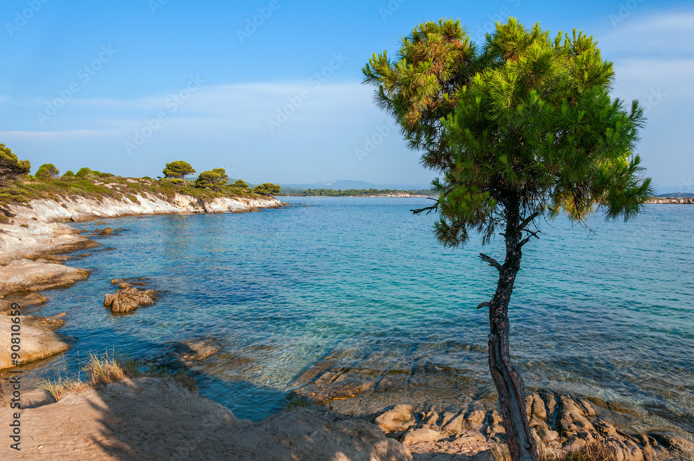 Rocky beach with pine trees Rocky beach with pine trees