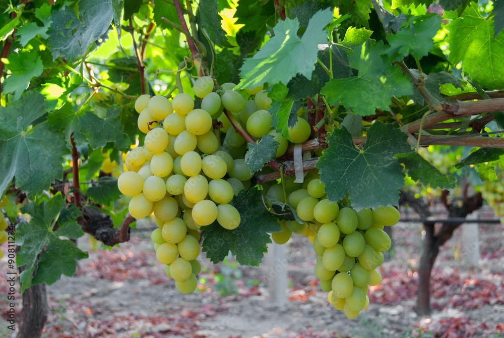 Bunches of grapes at a vineyard close-up