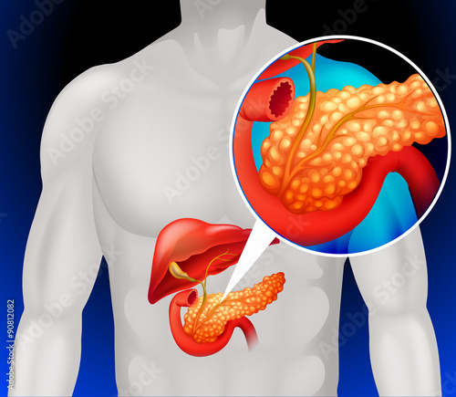 Zoom out human pancreas