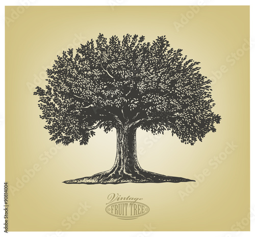   Tree in engraving style. Vector illustration of a fruit tree in vintage woodcut style. Isolated, grouped.