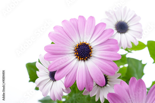 Fototapeta Naklejka Na Ścianę i Meble -  Pink Daisy on a white background