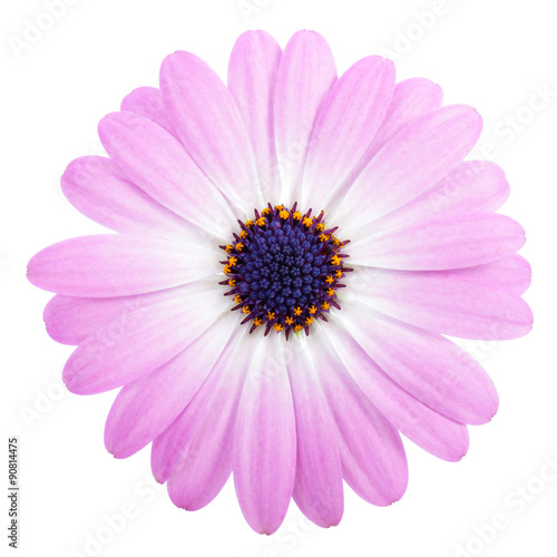 Pink Daisy on a white background