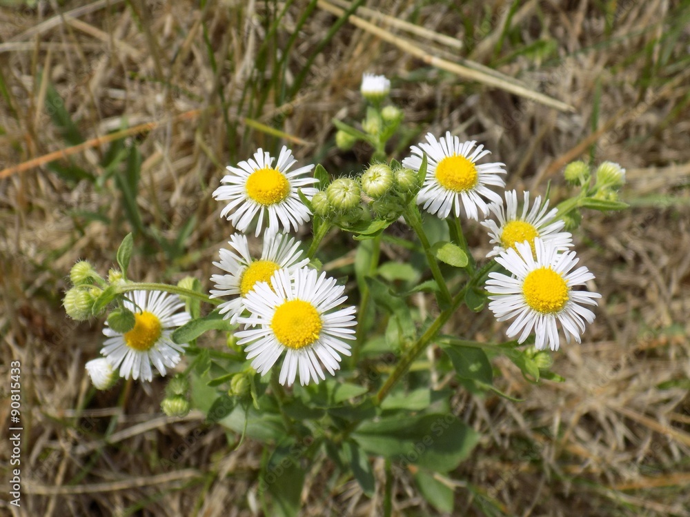 Daisies Daisies