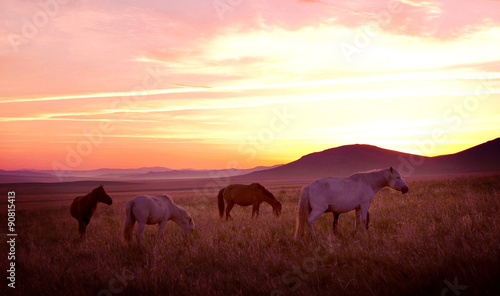 Horse on the Meadow with Sunset Dusk Concept
