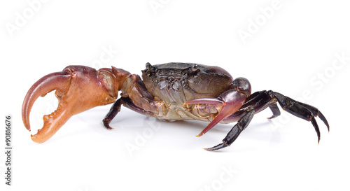 crab on white background