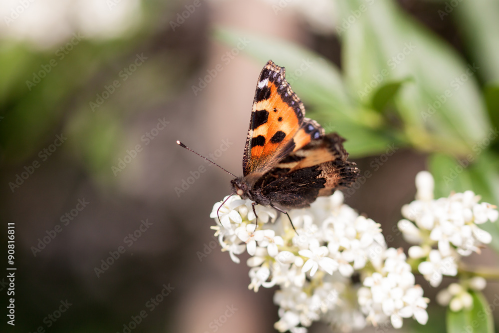 Frühlingsbote - Schmetterling bei der Nahrungssuche auf einem Liguster Frühlingsbote - Schmetterling bei der Nahrungssuche auf einem Liguster
