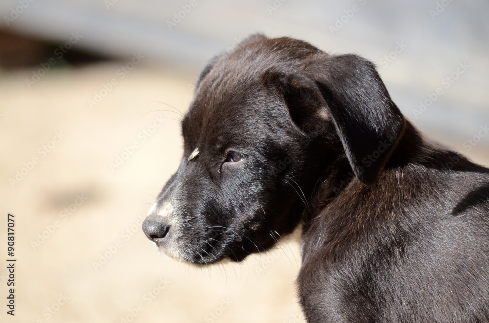 Cute puppy Cute puppy