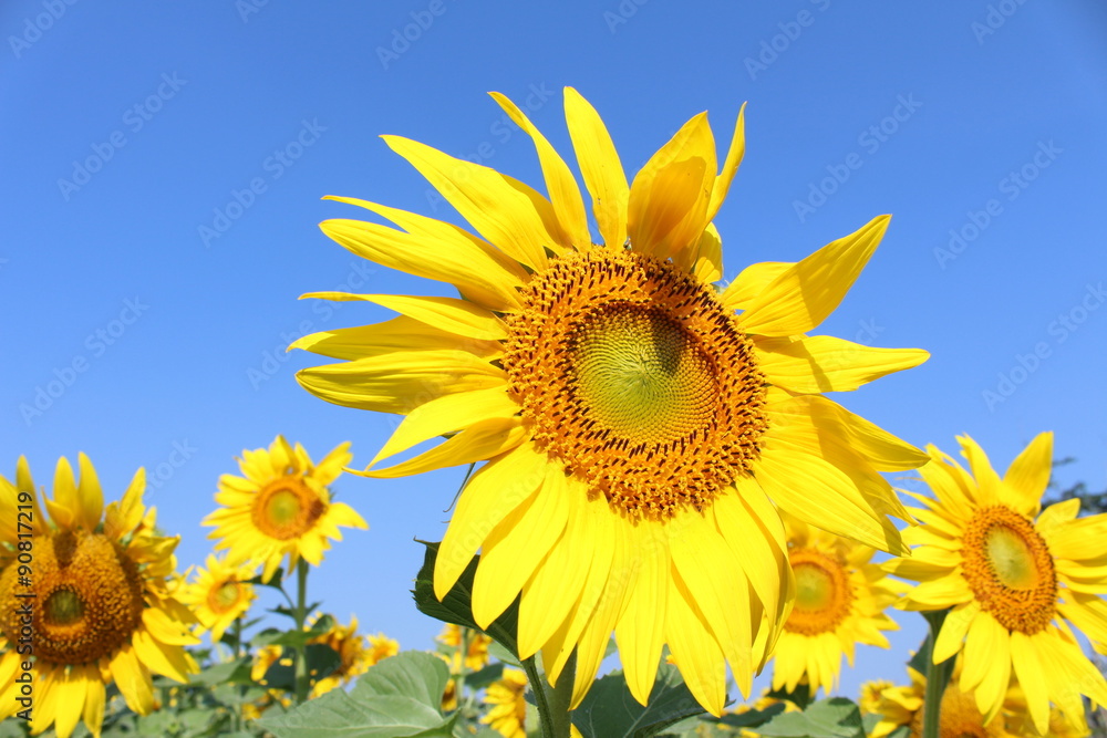 Sunflowers in blue sky