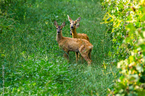 Famiglia di caprioli