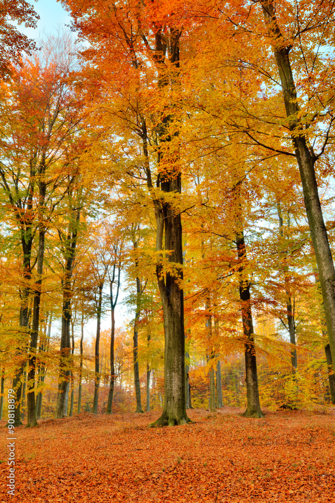colorful autumn landscape with yellow trees colorful autumn landscape with yellow trees