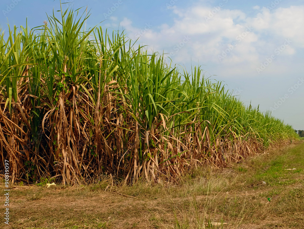 sugar cane fields with the sky sugar cane fields with the sky