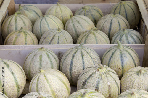 Melons 01