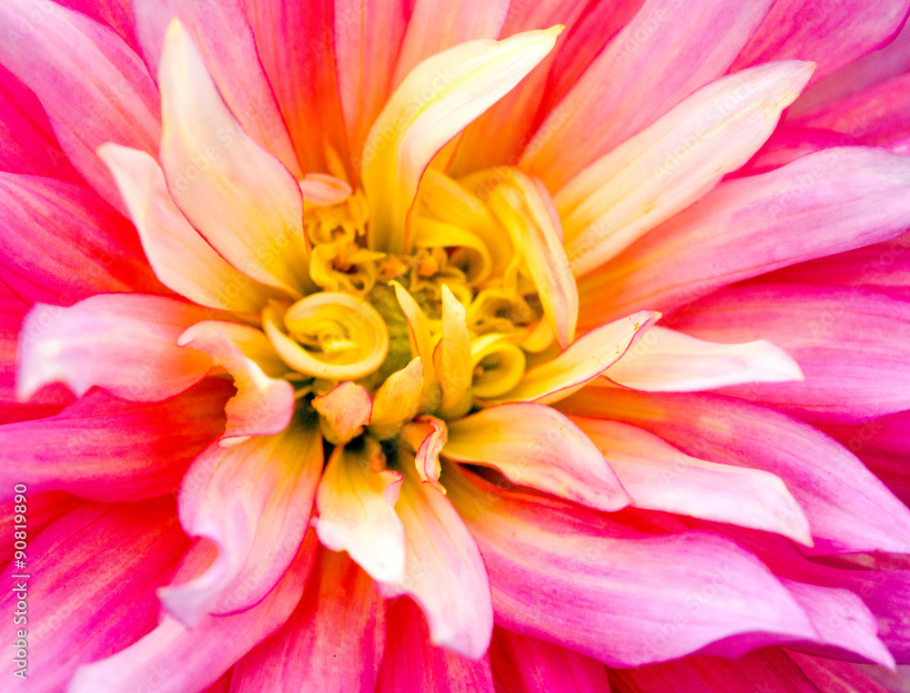 Happiness: Closeup on a dahlia flower :)