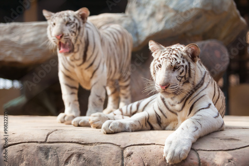 Fototapeta Naklejka Na Ścianę i Meble -  White Tiger