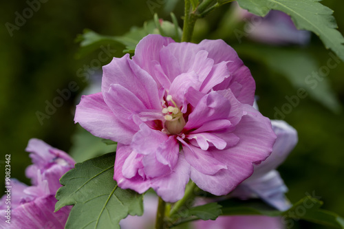 beautiful violet hibiscus in garden