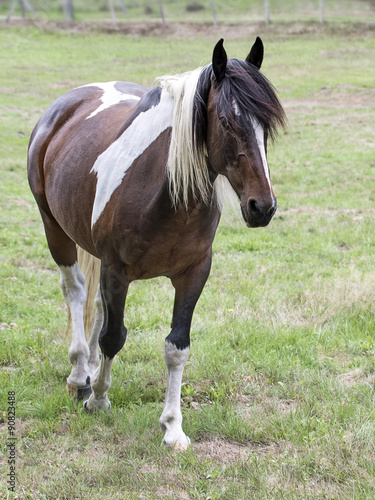 poney brun et blanc dans l enclos