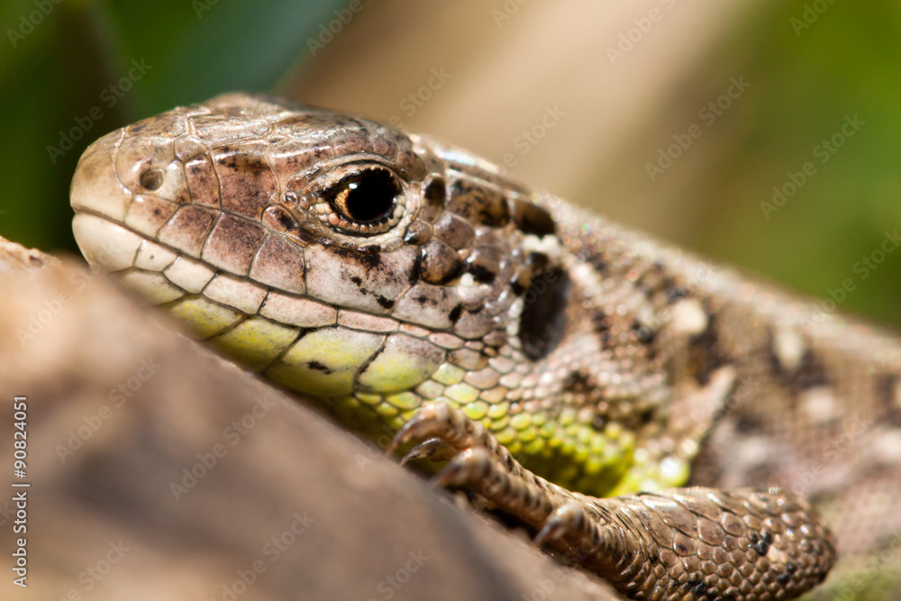 Lacerta agilis lizard Lacerta agilis lizard