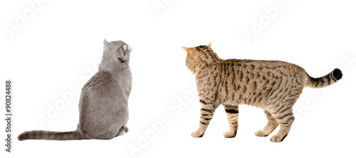 Photography Two cats together, back view
