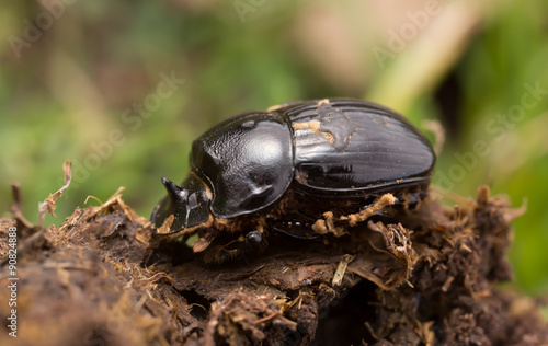 Male horned dung beetle, Copris lunaris on cow dung photo