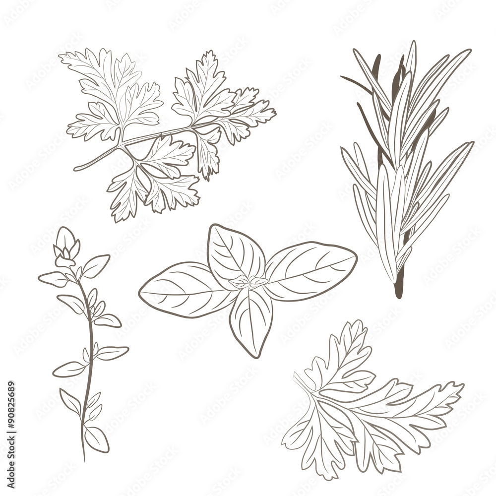 Vector fresh parsley, thyme, rosemary, and basil herbs. Aromatic leaves used to season meats, poultry, stews, soups, Bouquet granny Vector fresh parsley, thyme, rosemary, and basil herbs. Aromatic leaves used to season meats, poultry, stews, soups, Bouquet granny