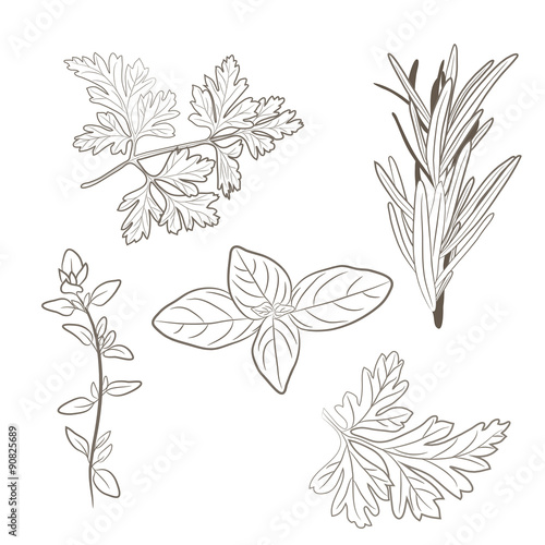 Vector fresh parsley, thyme, rosemary, and basil herbs. Aromatic leaves used to season meats, poultry, stews, soups, Bouquet granny