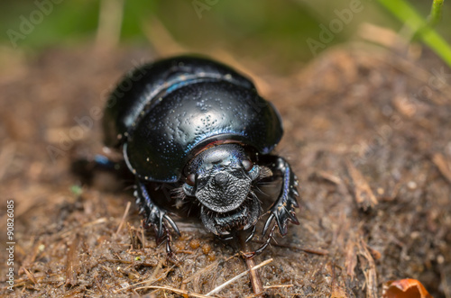 Dor beetle, Geotrupidae on horse dung photo