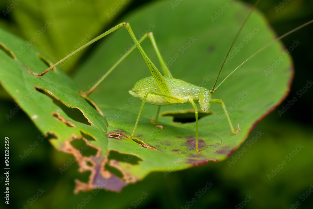 Fototapeta premium grasshopper on a green leaf