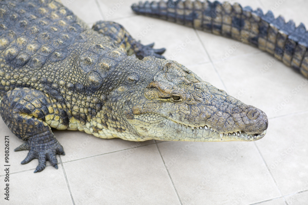 Fototapeta premium Crocodile lying on the ground. 