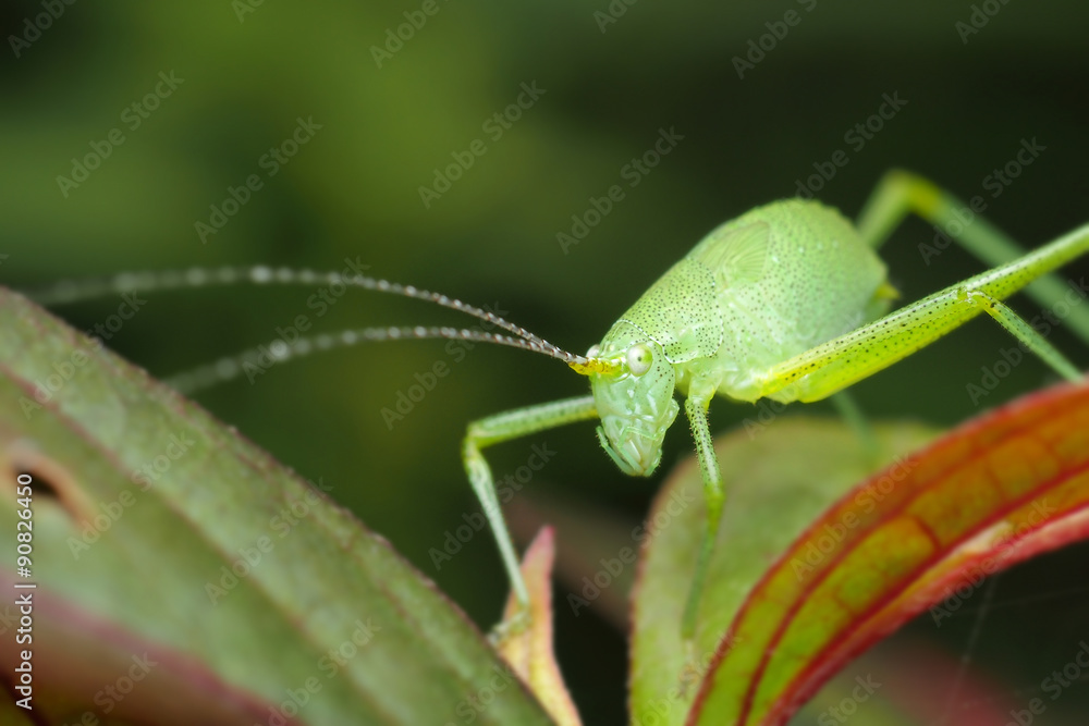 Fototapeta premium grasshopper on a green leaf
