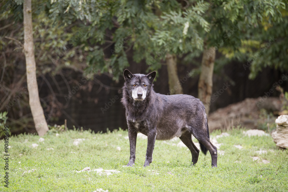 Schwarzer Wolf