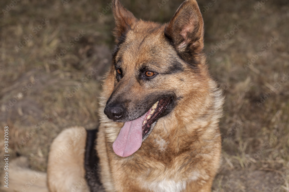 German shepherd