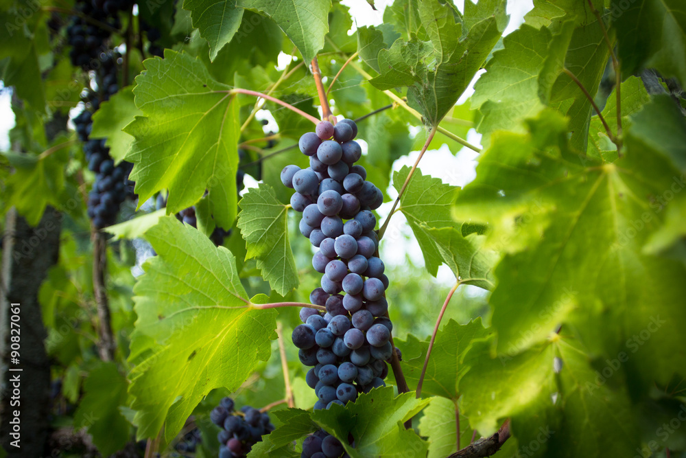 Red ripe grapes hanging from a branch