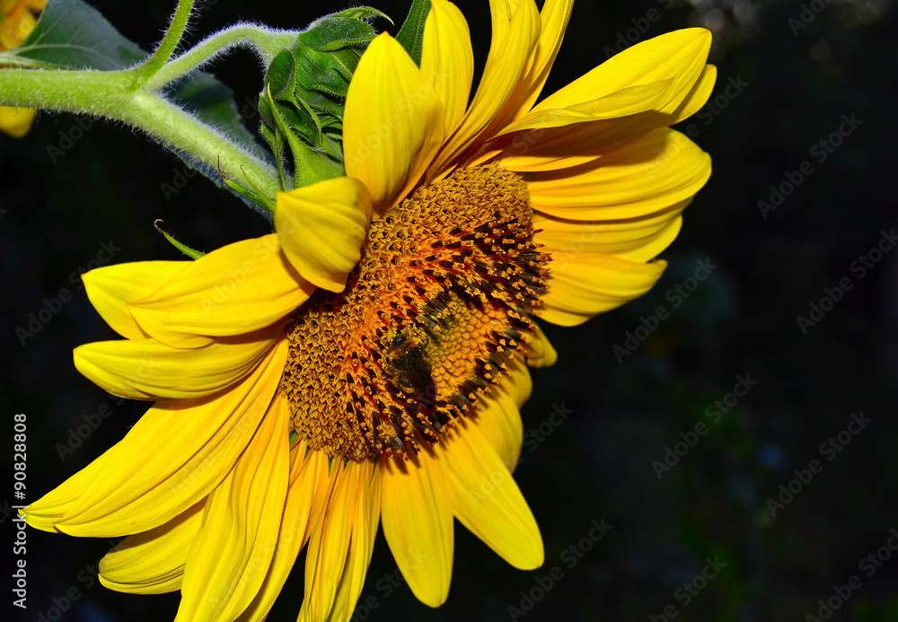 Fototapeta premium Sunflower on a dark background