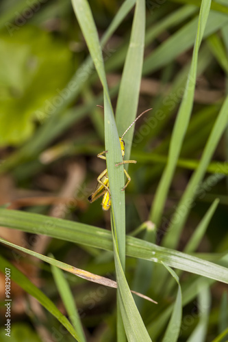 grasshopper hiding behind grass