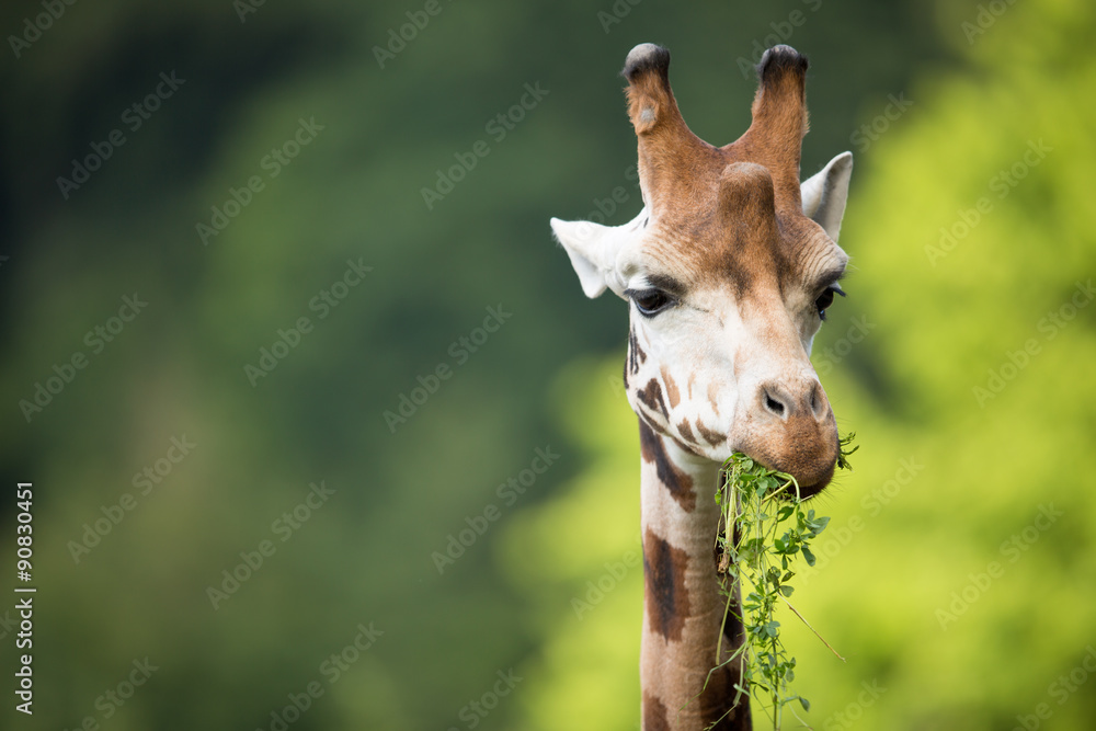 Fototapeta premium Giraffe (Giraffa camelopardalis) on green background