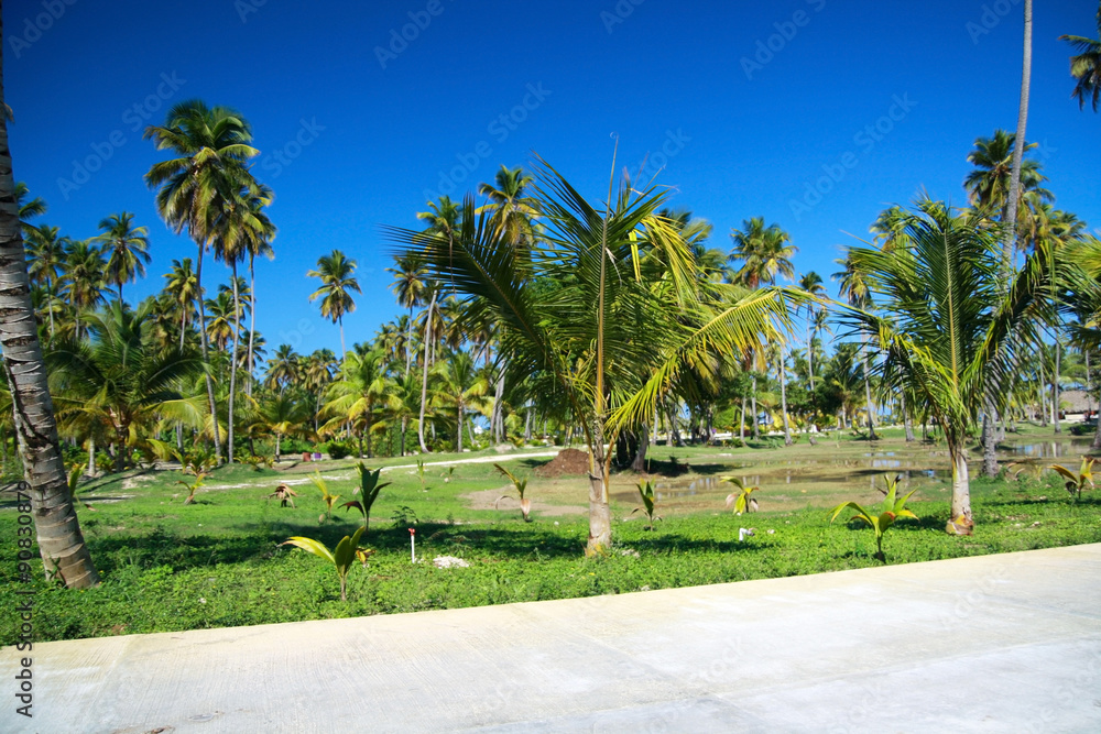 Fototapeta premium Tropical street