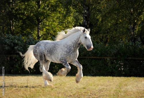 Shire Draft Horse stallion galloping in fields