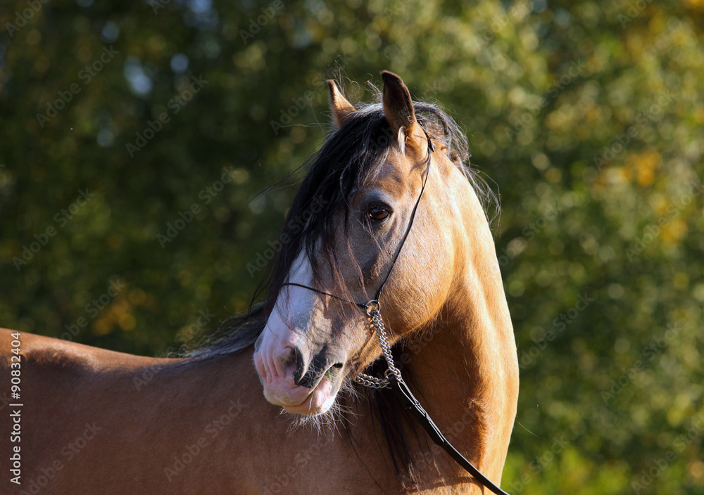 Obraz premium Tinker traveller pony